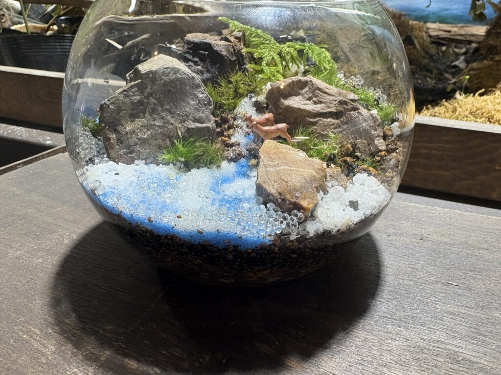 苔テラリュウム